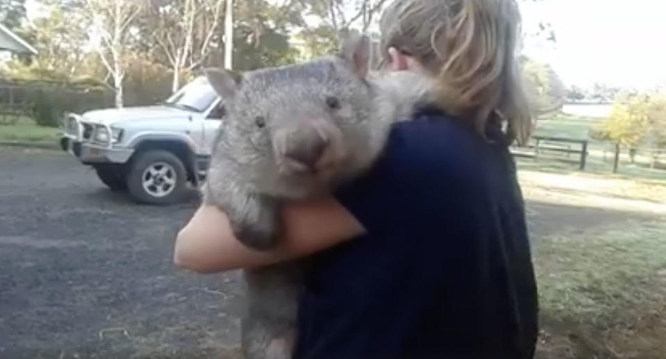 Tatiana was the first to be discovered and brought home on Sunday. Source: Facebook/ Wombat Awareness Organisation