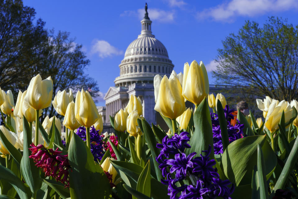 In this April 2, 2021 photo, flowers bloom on Capitol Hill in Washington. President Joe Biden’s first address to Congress is an invite-only affair, and no guests allowed. The restrictions for Wednesday’s event are due to COVID-19 safety protocols, but will have the added security benefit of a limited number of people inside the Capitol for the president’s first major indoor event since he took office just weeks after the Jan. 6 insurrection. (AP Photo/J. Scott Applewhite)