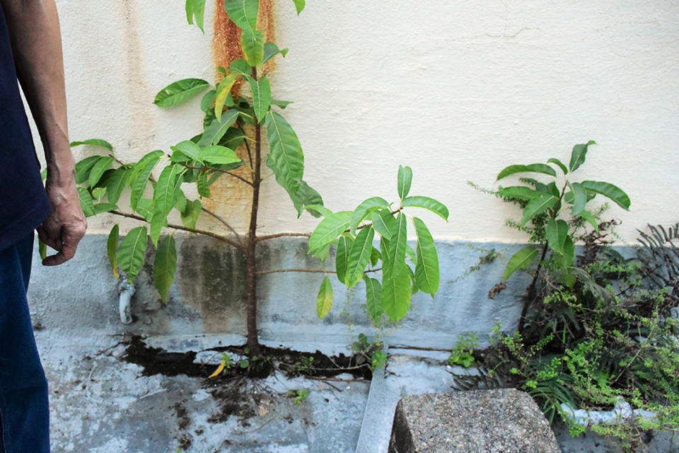 有收樓商在唐樓天台鑿地播種，讓植物從裂縫中成長，破壞天台的防水層。