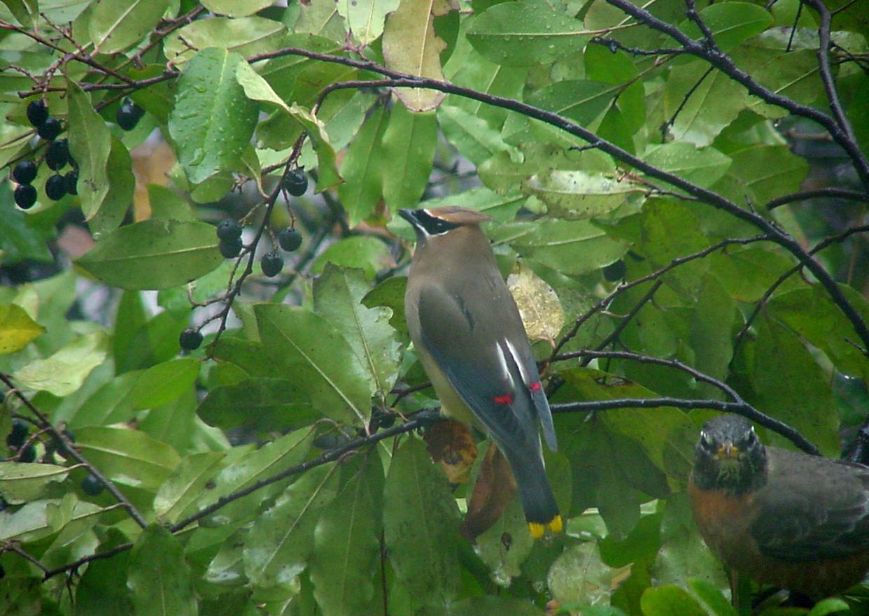 Birds rely heavily on the protein that insects found in trees provide.