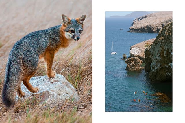 <p>From left: BLUEBARRONPHOTO/SHUTTERSTOCK; ATSUO BABA/ISTOCKPHOTO/GETTY IMAGES</p> From left: A fox native to the Channel Islands is about the size of a house cat; kayaking in Channel Islands National Park, off the coast of California.