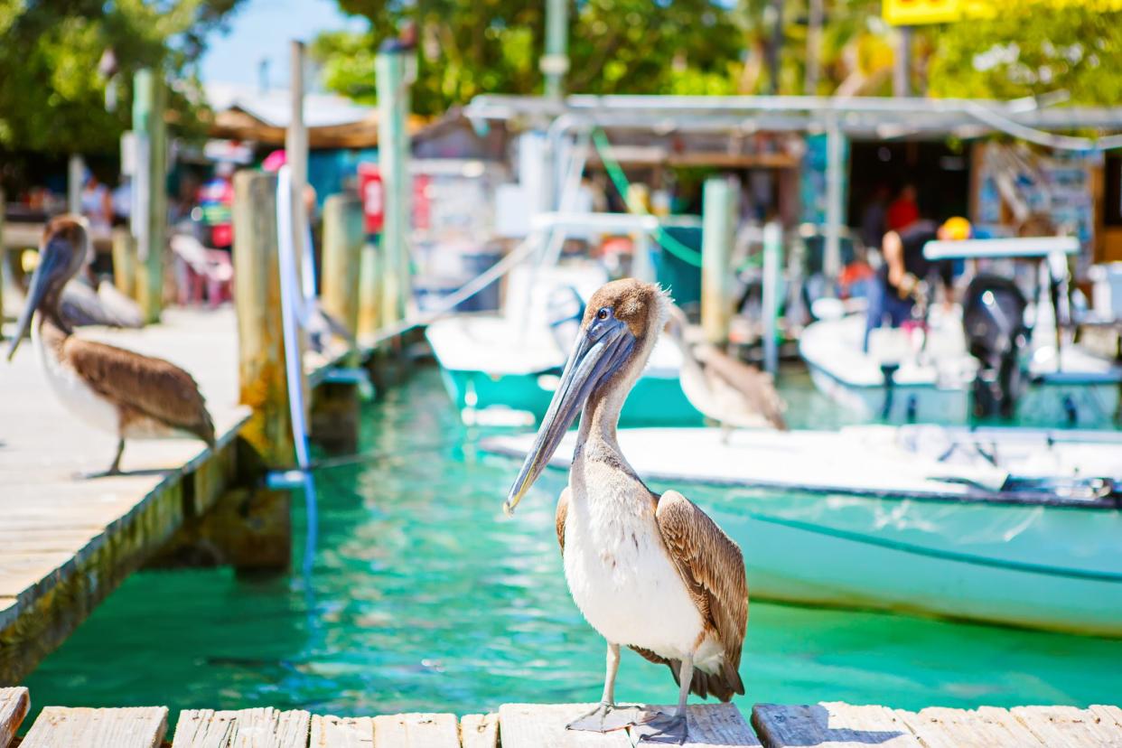 Big brown pelicans in port of Islamorada, Florida Keys waiting for fish at Robbie's Marina on a bright, sunny day