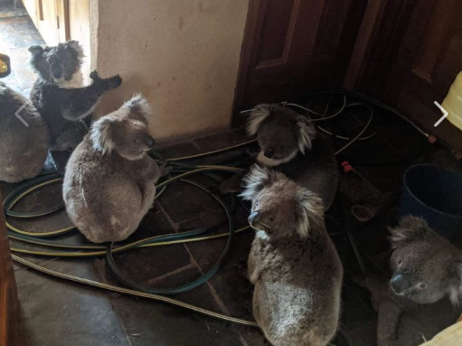 The image of six koalas rescued by a team of firefighters, shared on Facebook by Jane Michalowski: Facebook