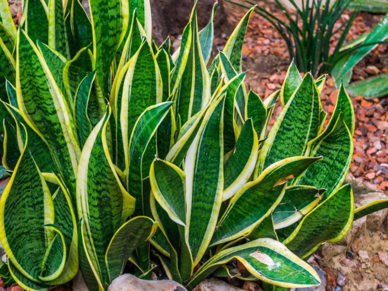  Snake Plants. 