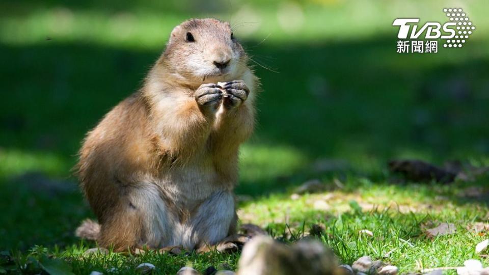 寵物土撥鼠。（示意圖／shutterstock 達志影像）