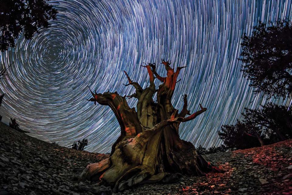 Ancient Bristlecone Forest, California