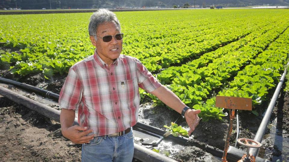 Farmer Tom Ikeda talks to a visitor in front of a field of Chinese napa cabbage being irrigated near Highway 1 and Halcyon Road in Arroyo Grande on Dec. 4, 2023. Ikeda opposes putting limits on the use of nitrogen fertilizers.