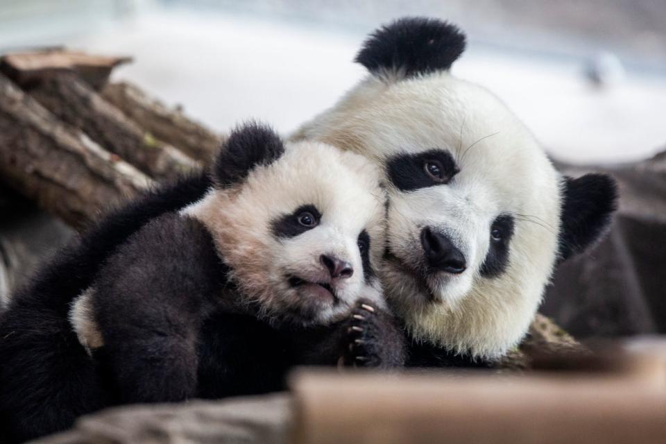 Ein Bär zum Knuddeln - zumindest für die Mama: Vor einem Jahr, im Januar 2020, kam die Panda-Mama Meng Meng in Berlin aus ihrem Versteck gekrochen - inklusive ihrem fünf Monate altem Baby-Panda. Geboren wurden er und sein Zwillingsbruder im August 2019. Sie waren bis dato die ersten in Deutschland geborenen Pandas. (Bild: 2020 Getty Images/Maja Hitij)