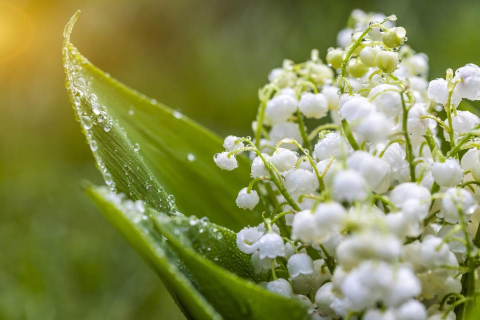 5) Lily-of-the-valley (Convallaria majalis)