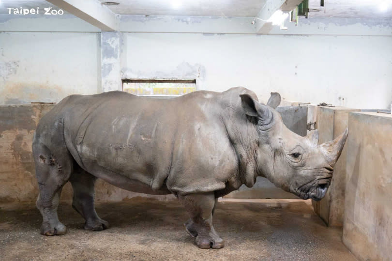 44歲的雌性白犀牛「犀敏」。（圖／臺北市立動物園提供）