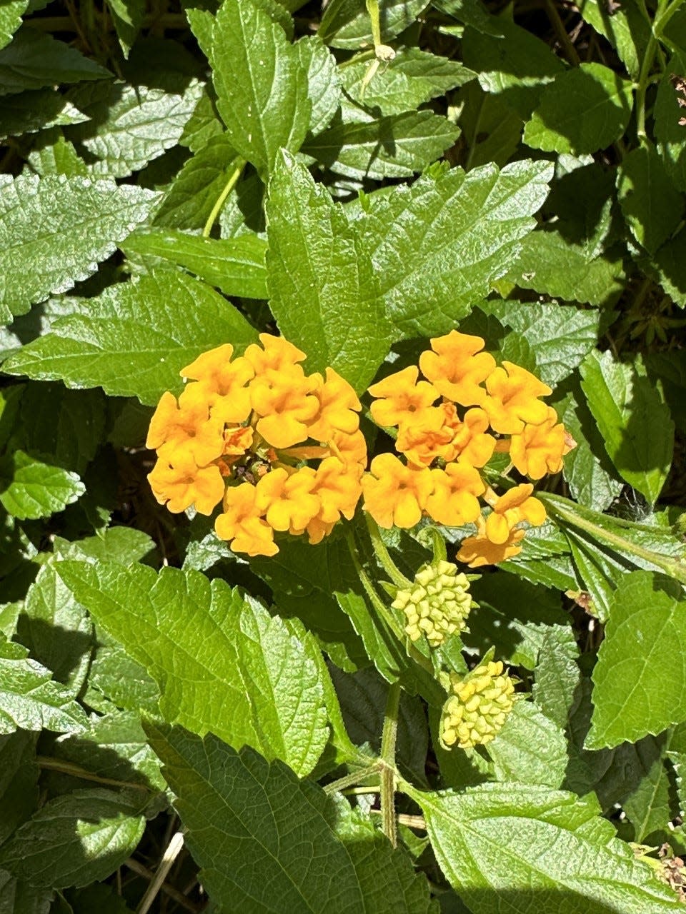 Lantana has yellow flowers and is a low growing, spreading ground cover.