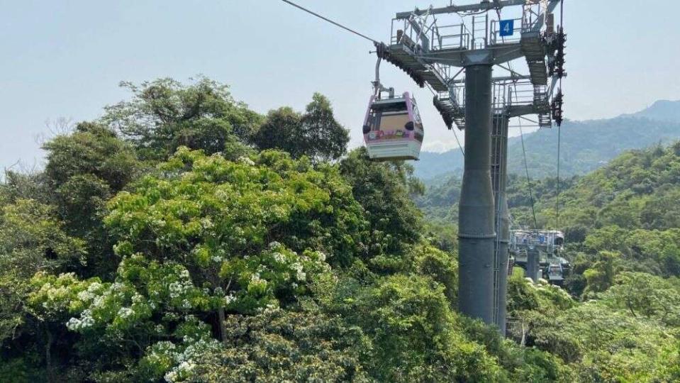 油桐花在貓空山頭綻放。   圖：台北大眾捷運股份有限公司／提供