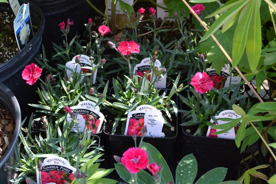 Dianthus flowers come in a variety of colors, shapes and sizes. The plant is sometimes used as an herb to treat urinary and digestive issues.