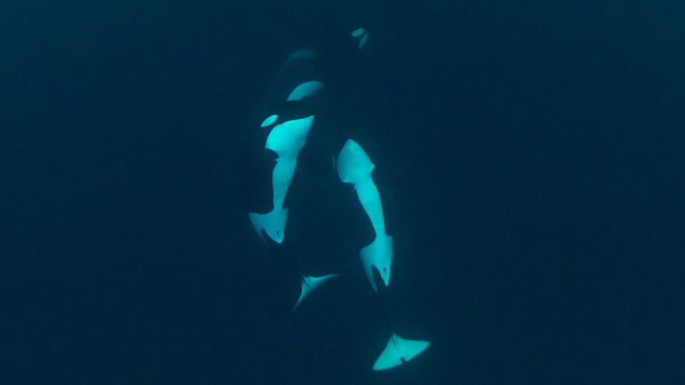 A small pod of orcas looking at divers on the surface.