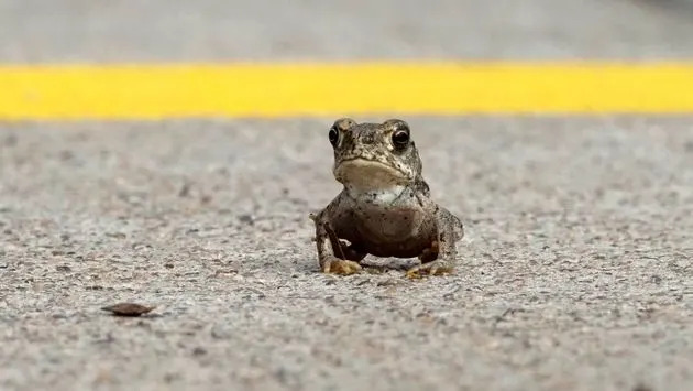 Yet another capture of a toxic toad crossing the road during a hot summer day in the Sonoran Desert of Peoria, Arizona, as many of them invaded the streets after a major flooding Monsoon of August 2021. (Photo: Vlad Georgescu via Getty Images)