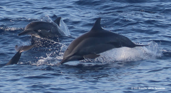 A pod of dolphins swims off the coast of Tanzania.