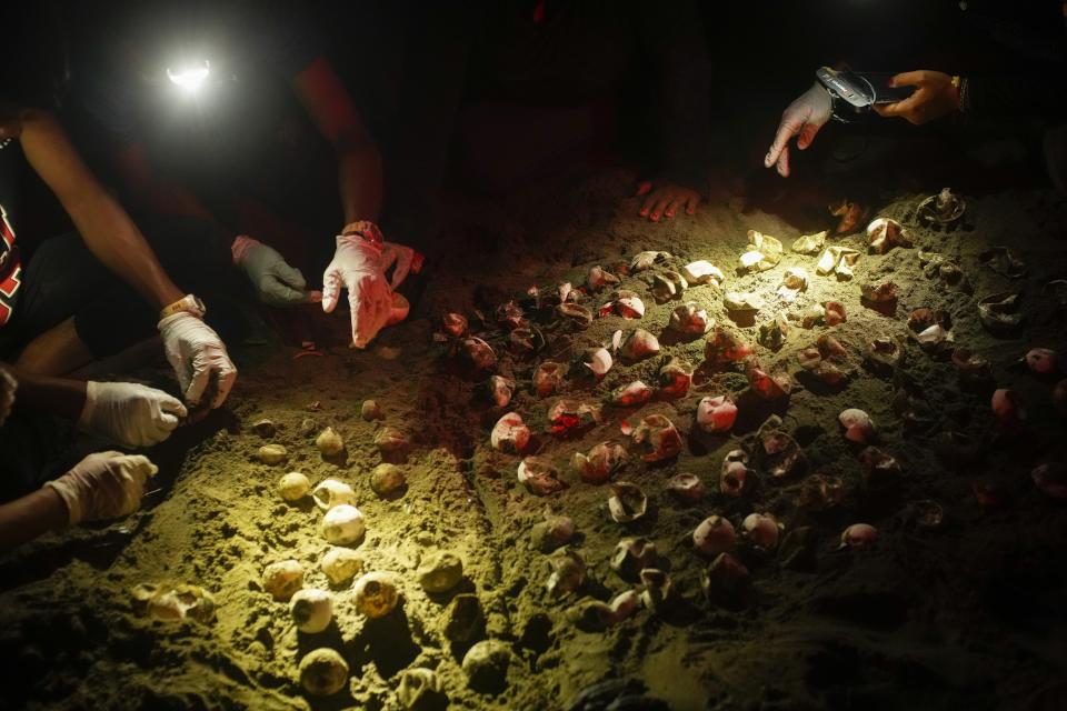 Members of The Leatherback Project for the conservation of leatherback turtles count and inspect turtle eggs from a nest excavation to study its contents near Armila, Panama, Saturday, May 20, 2023. Sea turtles in Panama now have the legal right to live in an environment free of pollution and other detrimental impacts caused by humans, a change that represents a different way of thinking about how to protect wildlife. (AP Photo/Arnulfo Franco)