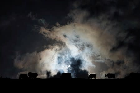 The Wider Image: As Chinese mountains get hotter, 'cure-all' fungus dwindles