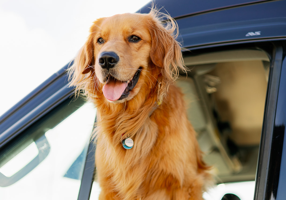 Oscar the dog looks outside a van window.