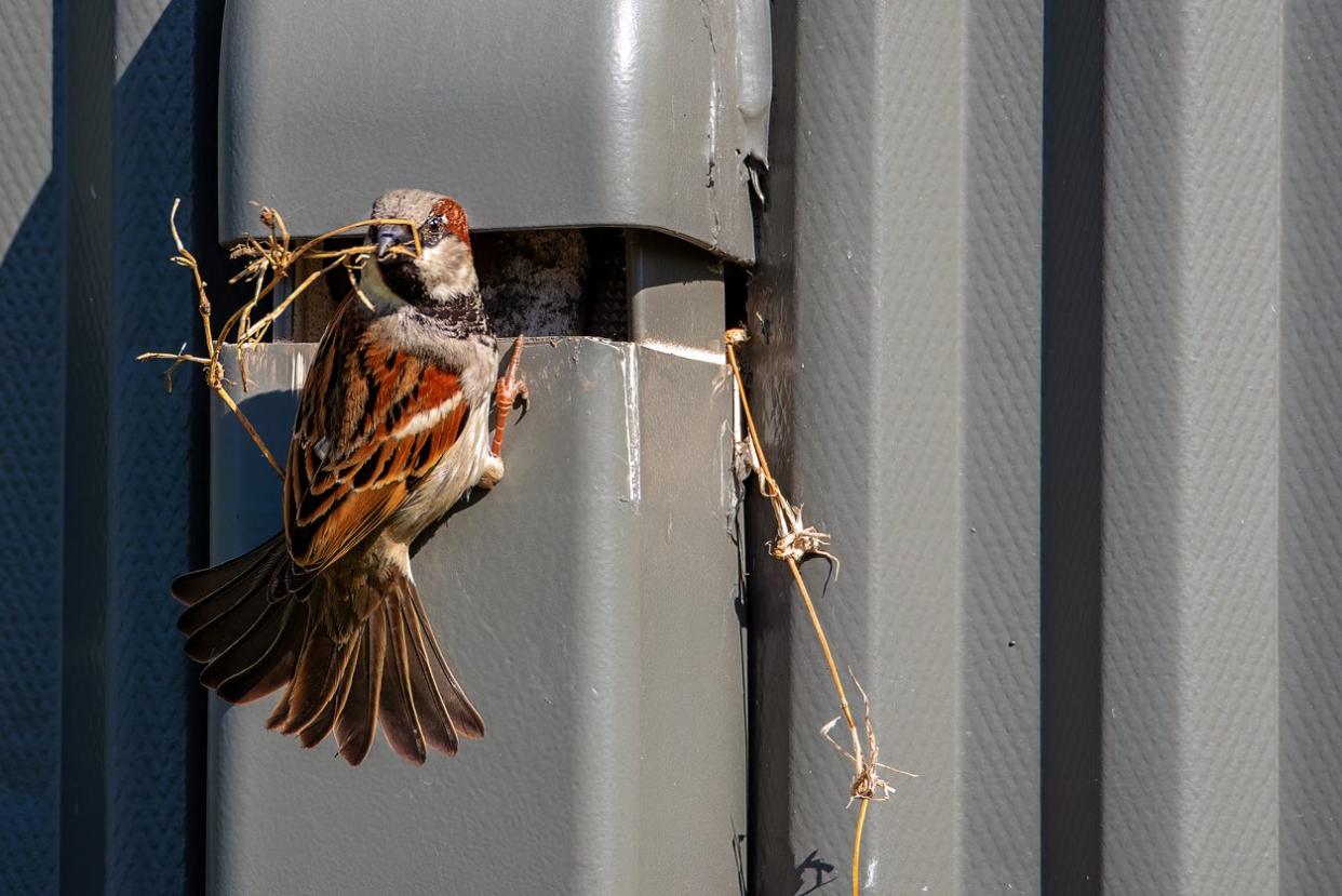 Birds in Your Dryer Vent