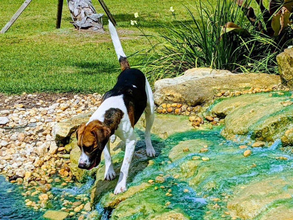 In this image provided by Renee Rosamilia, Joker, a harrier, peers into a pond in Palm City, Fla. Joker is set to compete at the upcoming Westminster Kennel Club dog show, which has undergone many changes this year because of the coronavirus pandemic. (Courtesy Renee Rosamilia via AP)