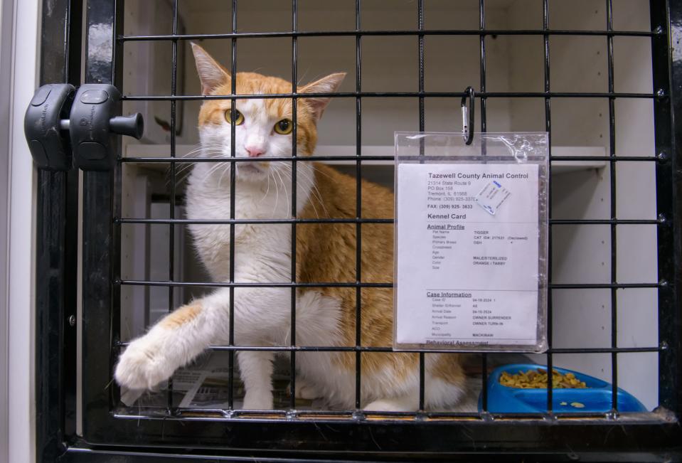 Tigger, an orange tabby up for adoption , reaches out from his cage at Tazewell Country Animal Control. TCAC is hoping to launch a new Trap-Neuter-Return program this summer to cut down on the number of unsterilized stray cats roaming the county that often end up euthanized.