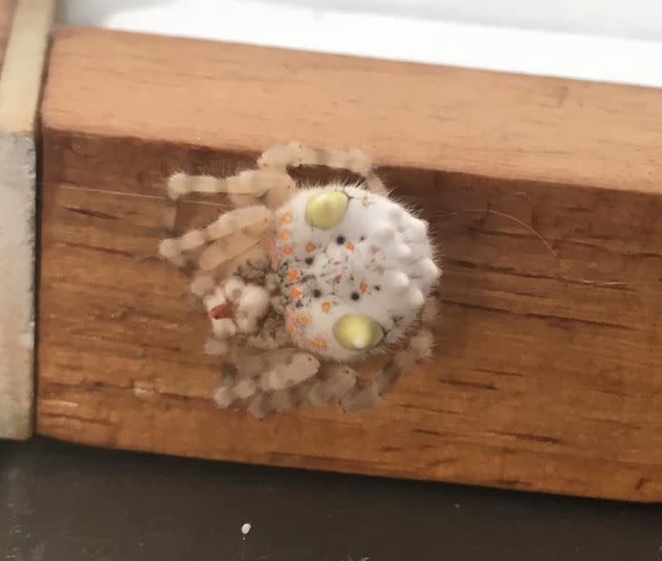 One person said the spider looks like a piece of sushi. Source: Facebook/ William Williamson