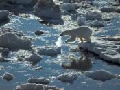 A young polar bear carefully navigates a disintegrating ice pack off Spitsbergen, Svalbard. An abundance of seals keep Svalbard's polar bears fed, providing the energy necessary to keep the bears' massive bodies moving over a home range that can vary from 60 to 144,000 square miles (155 to 370,000 square kilometers).