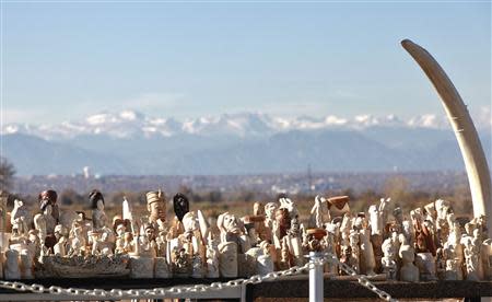 Dozens of confiscated carved ivory sculptures are displayed against a Rocky Mountain backdrop, before 6 tons of ivory was crushed, in Denver, Colorado November 14, 2013. The U.S. Fish and Wildlife Service organized the crushing. REUTERS/Rick Wilking
