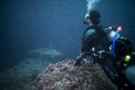 A scuba diver watches a shark close to Darwin Island at Galapagos Marine Reserve August 20, 2013. (REUTERS/Jorge Silva)