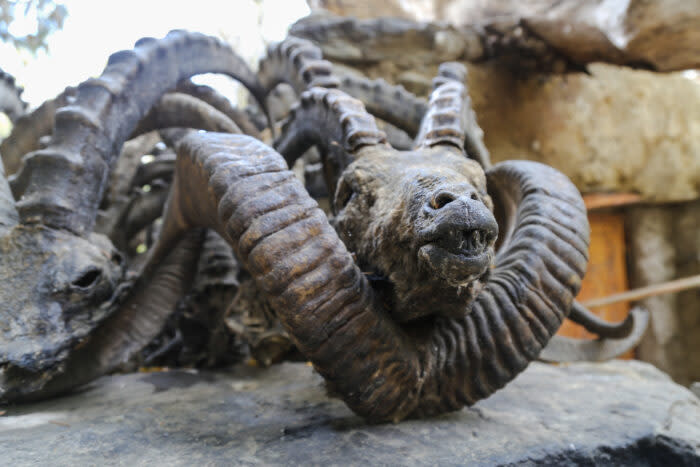 Horns & heads of Marco Polo argali sheep; (photo/Shutterstock)