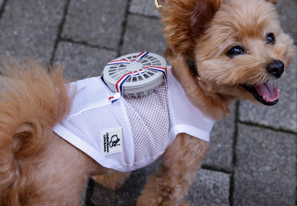 A 9-y-o female pet dog named Moco, a Pomeranian and Poodle Mix, wears a battery-powered fan  outfit for pets, developed by Japanese maternity clothing maker 