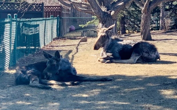 When the moose and her calf began to look ill, Lauzon reached out for help. She said she was surprised to learn the province doesn't allow conservation groups to rehabilitate adult ungulates.