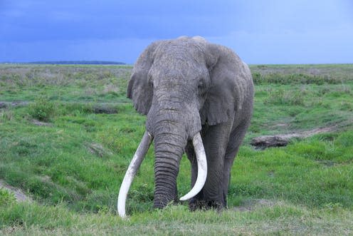 <span class="caption">Tim – one of the last big tusker elephants – died last year at the age of 50, in Amboseli National Park, Kenya. </span> <span class="attribution"><span class="source">From the author</span>, <span class="license">Author provided</span></span>