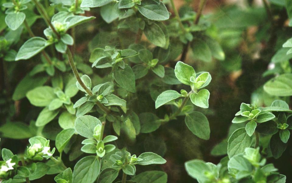 Oregano (Origanum)