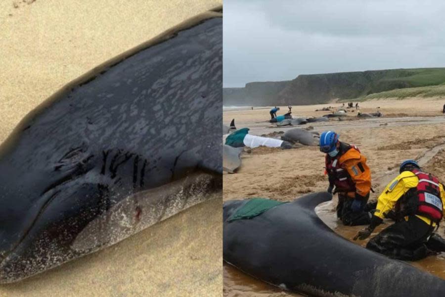 Encuentran a 55 ballenas muertas en playa de Escocia 