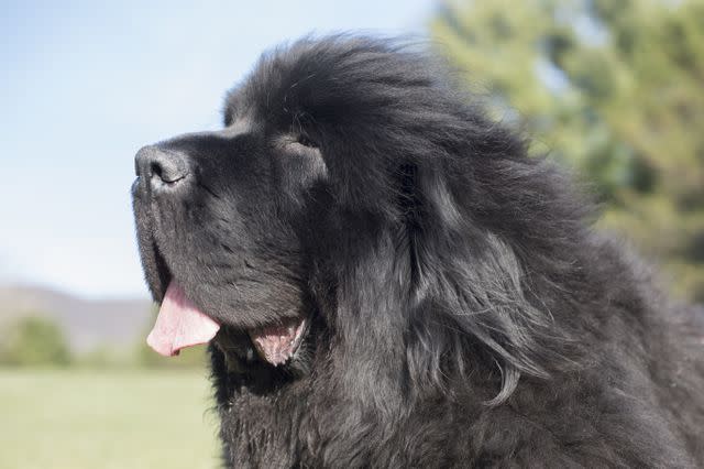 Bread and Butter Productions / Getty Images Newfoundland dogs are gentle giants.