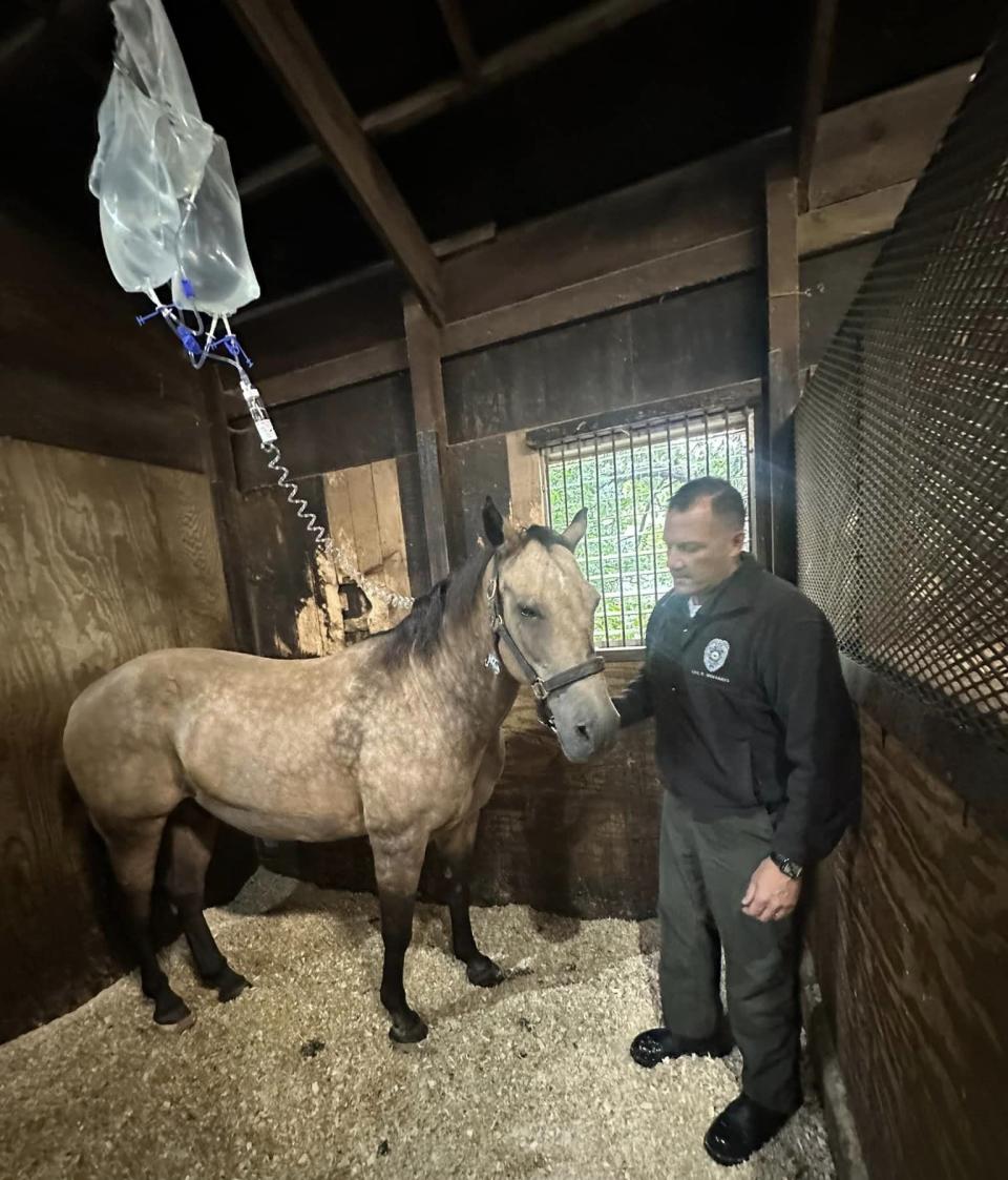 Hampton Police Mounted Patrol Unit’s Tucker, a buckskin 14-year-old Tennessee Walker, is recovering after undergoing emergency surgery.