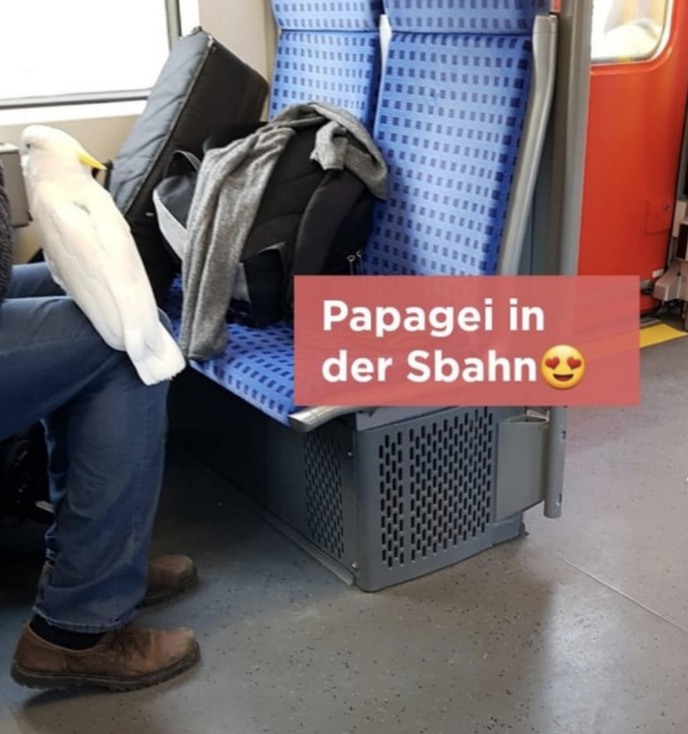 Der Kakadu hat es sich ganz bequem auf dem Knie seines Besitzers gemacht und genießt die Fahrt mit der Münchener S7. (Quelle: Screenshot Jodel)