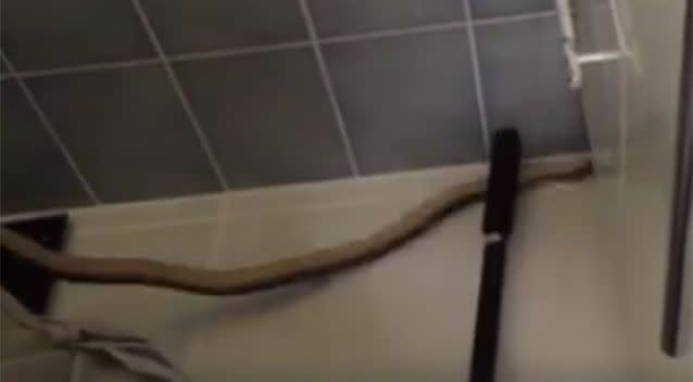 Homeowner captures deadly eastern brown snake slithering out of kitchen sink  while doing the dishes