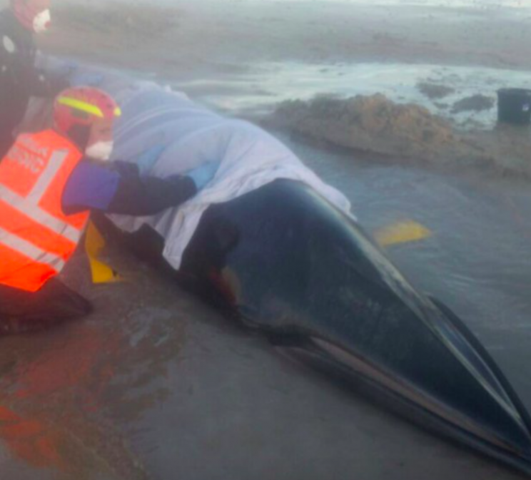 The whale was found stranded on a beach in Fife, Scotland (PA)