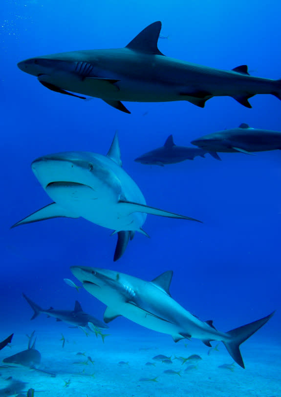 Like their distant relatives in French Polynesia, Caribbean reef sharks also appear to enjoy socializing.