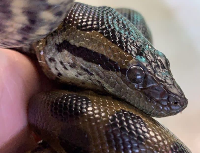 One of the surviving juvenile snakes. (Photo: New England Aquarium)