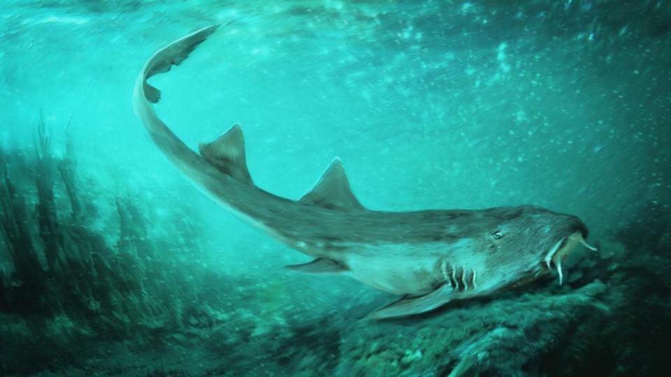 Paleontologists took a cue from retro games when naming a prehistoric shark --