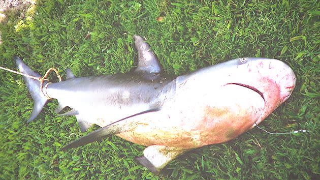 The shark Isaac Callaway caught was reportedly between 40kg and 50kg.