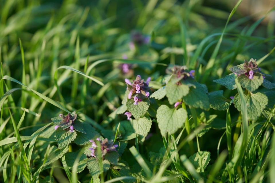 purple dead nettle or lamium purpureum also known as red dead nettle or purple archangel meadow area sunny day in march