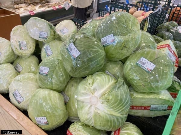 受一波波寒流危害影響，高麗菜也同樣異常飆高，每棵要價破百元。（記者方一成攝）