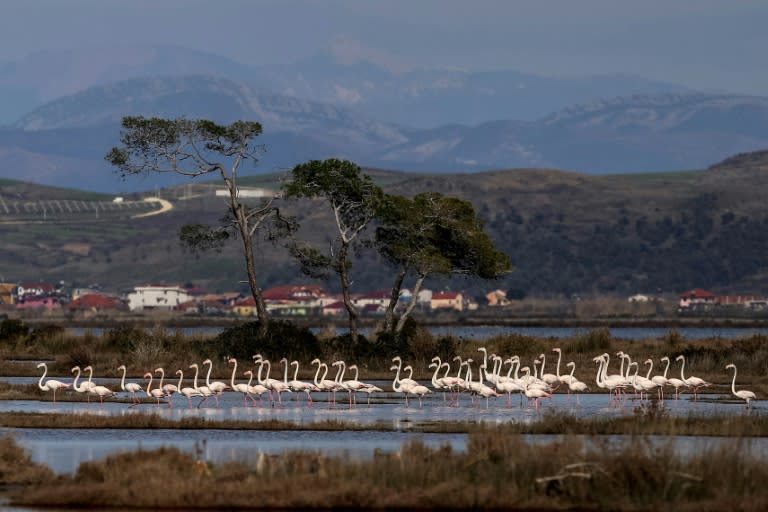There are 200 species of birds which inhabit or visit the lagoon, including at least 1,500 greater flamingoes
