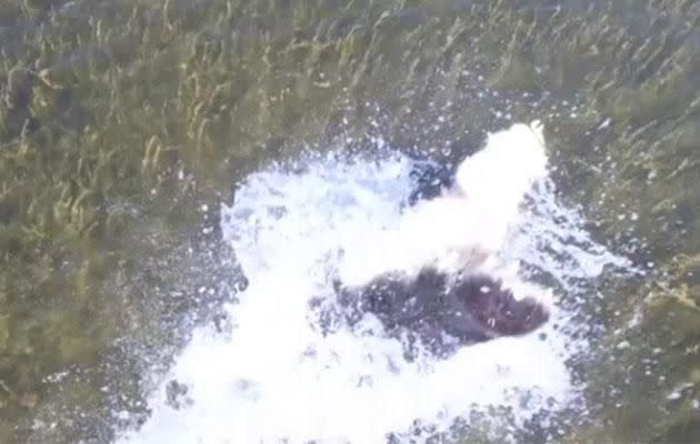 The saltwater creature jumps out of the water and tries to attack the drone. Photo: Caters