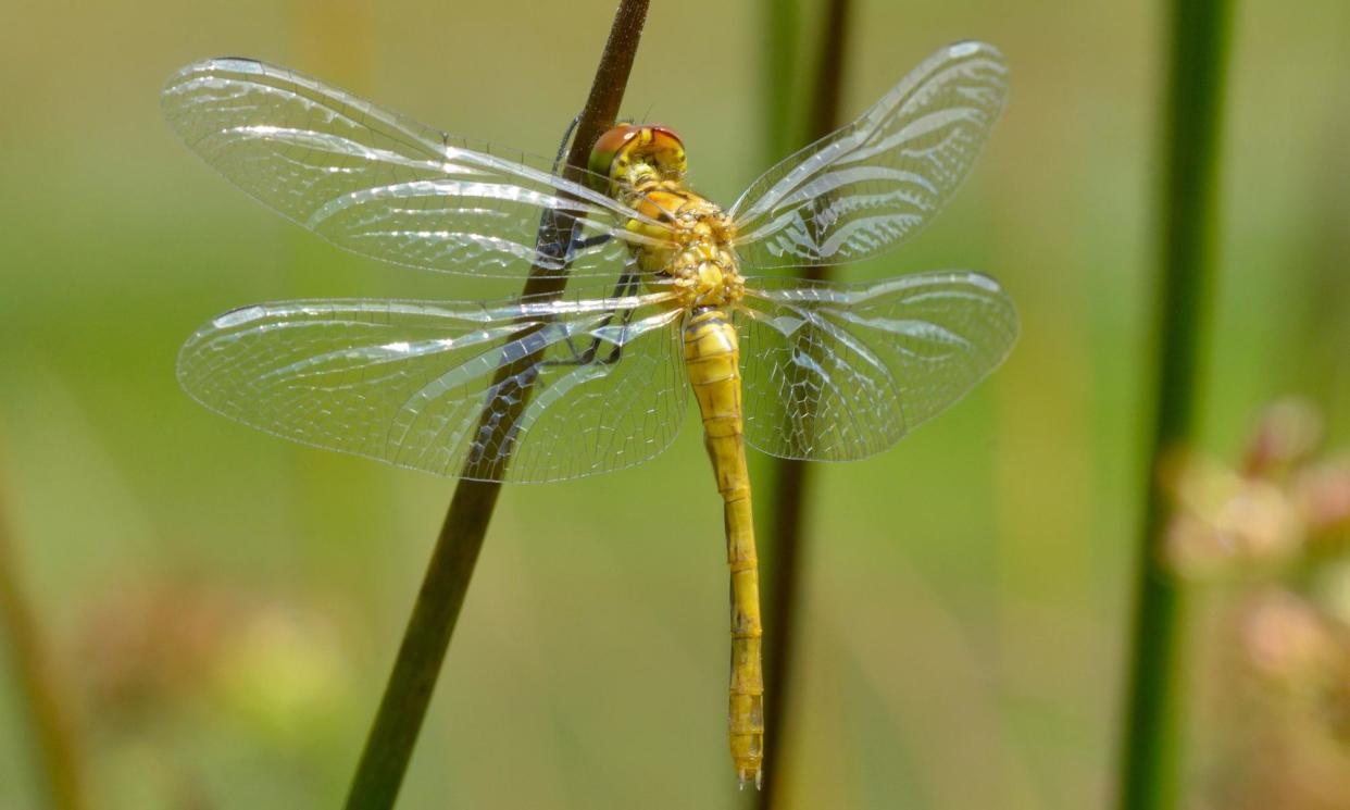 <span>The Norfolk hawker dragonfly has been spotted as far away as Blackpool and south Devon.</span><span>Photograph: Universal Images Group/Getty Images</span>